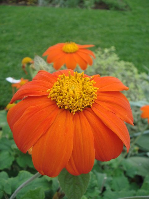 Tithonia rotundifolia 'Goldfinger' fleur